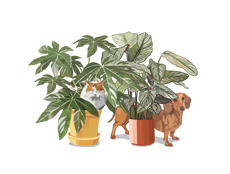 Digital illustration of dogs and cats with house plants for Redbubble