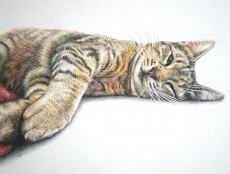 Pencil portrait drawing of a cat lying down
