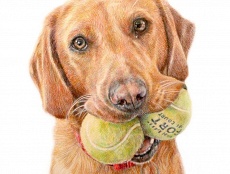 Pencil portrait drawing of fox labrador with tennis balls