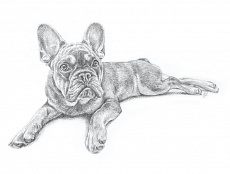 Graphite pencil drawing of a french bulldog