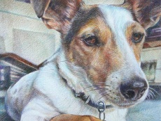 Pet portrait drawing of Jack Russell dog