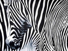Acrylic painting of a zebra's stripes